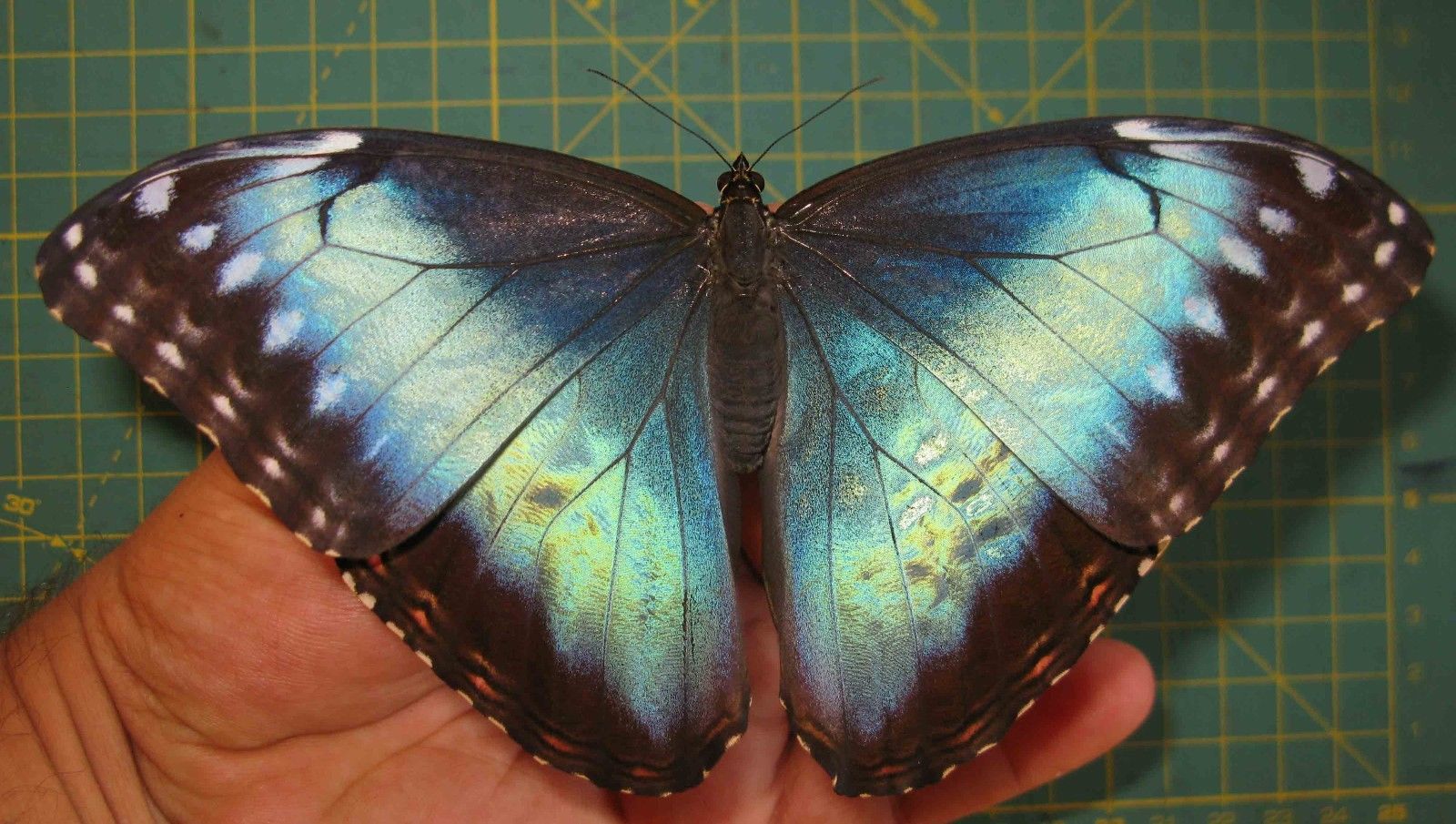 Morpho helenor female (ssp ex pupa aberration cod 463a) Internet Image property of respective owner, non-commercial use only